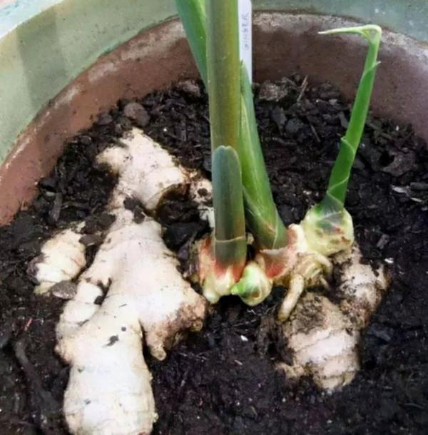 掰幾個姜芽,不出五個月,花盆中也能長出一片小“姜山” 掰幾個姜芽,不出五個月,花盆中也能長出一片小“姜山”