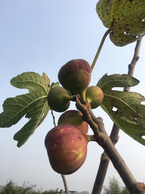 無花果不愁不會挑,簡單3招,店老闆都直呼內行 無花果不愁不會挑,簡單3招,店老闆都直呼內行