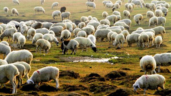 (北宋志怪故事)西北荒廟偶遇綠毛怪物,販羊商人暗夜九死一生? (北宋志怪故事)西北荒廟偶遇綠毛怪物,販羊商人暗夜九死一生?