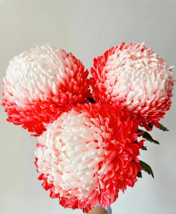 吃神仙肉長大的牡丹菊，菊界的貴妃娘娘，簡直太罕見了