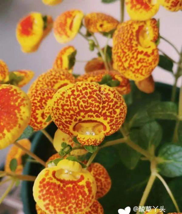 10種旺運花，一個月內要漲價，現在趕緊買