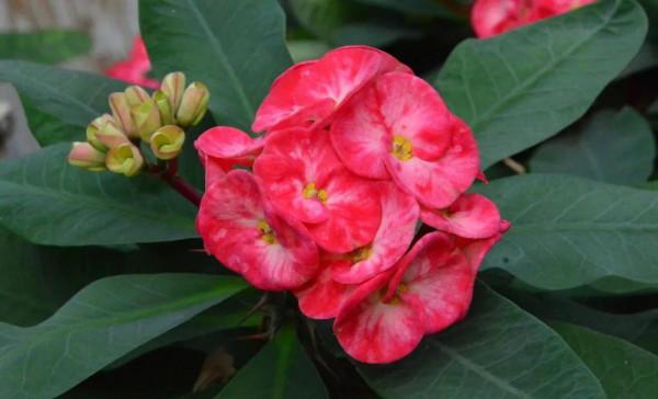 夏花絢爛的刺梅花綻放了