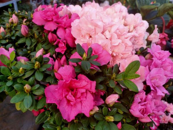 5種年宵花，養護要點在文中，學會了，明年少買一盆年宵花（一）