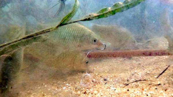 造成魚吃餌擋口除釣鉤大、子線粗外還有一個原因，你知道嗎？