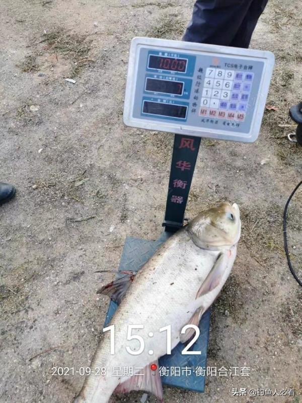 湘江垂釣鰱鱅與小結 湘江垂釣鰱鱅與小結