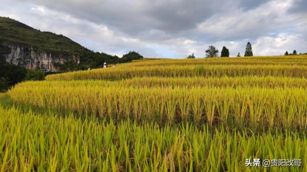 貴定臘利梯田黃了，農業觀光異常火爆