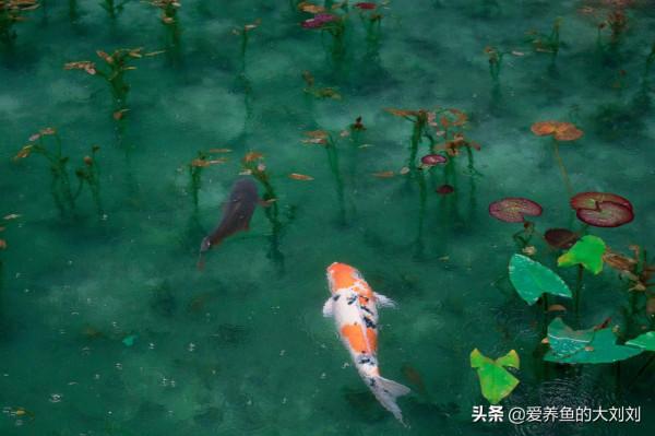 為什麼我們要使用魚缸墊？魚缸墊有什麼作用？