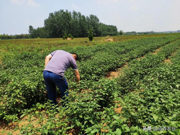 5元能配出高效草甘膦？農民應該瞭解的使用技巧，長效除草並不難