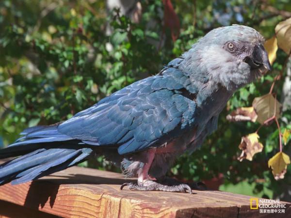 太有文化了,鸚鵡乾飯有多可怕 太有文化了,鸚鵡乾飯有多可怕
