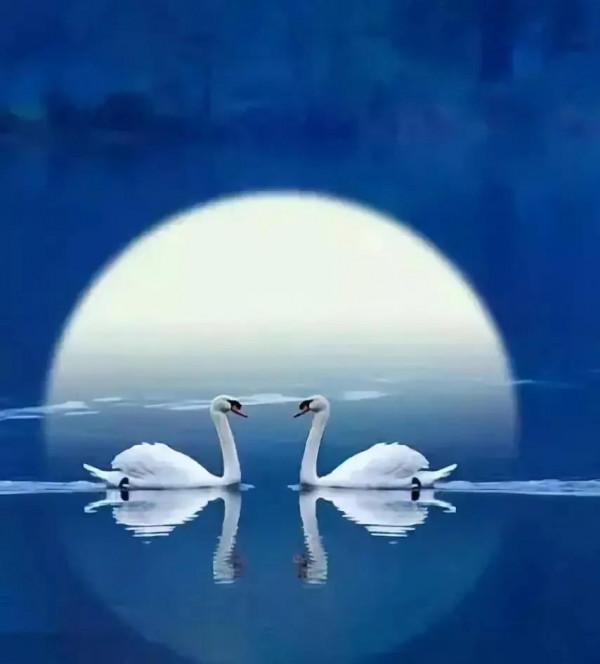 分享——天鵝之美