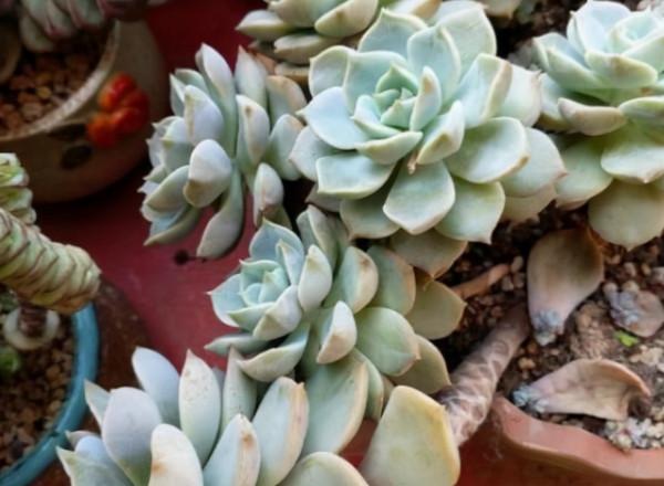 5種多肉植物，皮實好養，能養死的都是人才