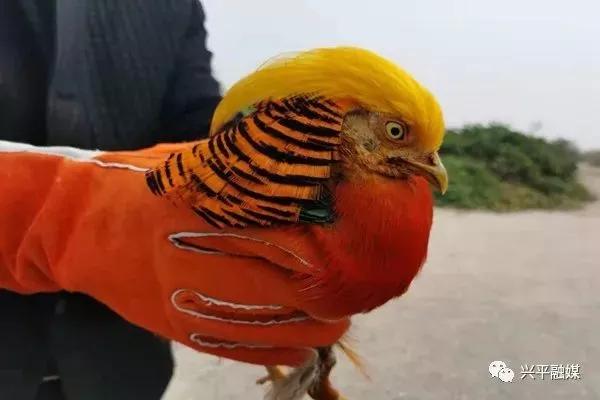 國家二級重點保護動物一隻“怪雞”被興平一市民成功救助