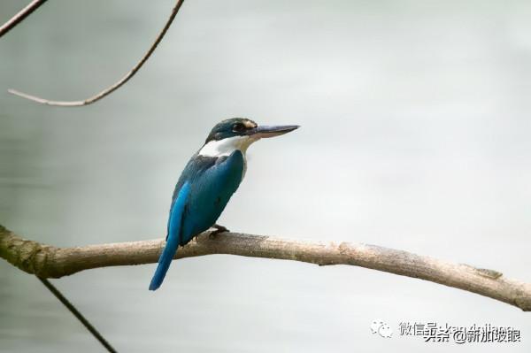 教你如何10元玩轉新加坡