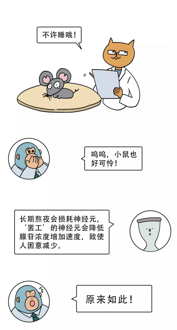 為什麼熬夜後，反而變精神了？