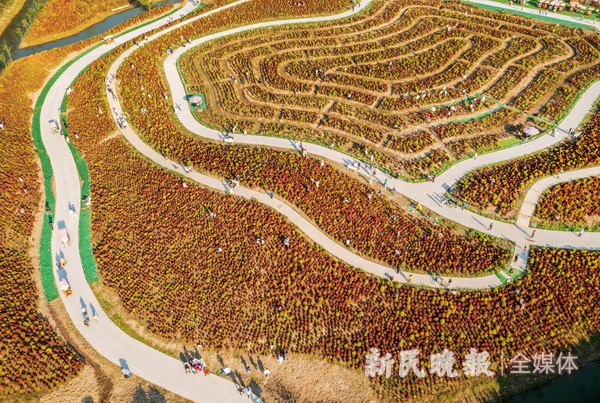 醉美秋色 地膚炫彩