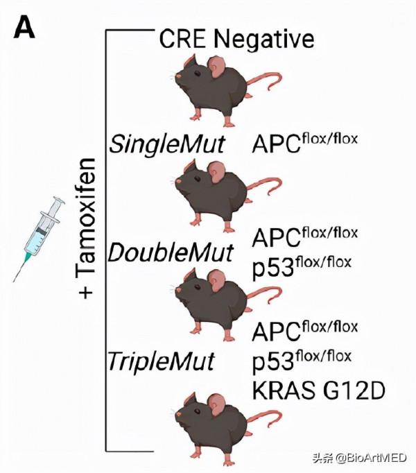 Cancer Cell |“變糞為寶”,腸道菌群代謝物治療結直腸癌 Cancer Cell |“變糞為寶”,腸道菌群代謝物治療結直腸癌