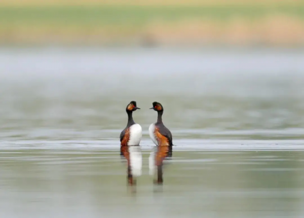 20220222最有愛的一天！看草原上那些成雙成對的風景