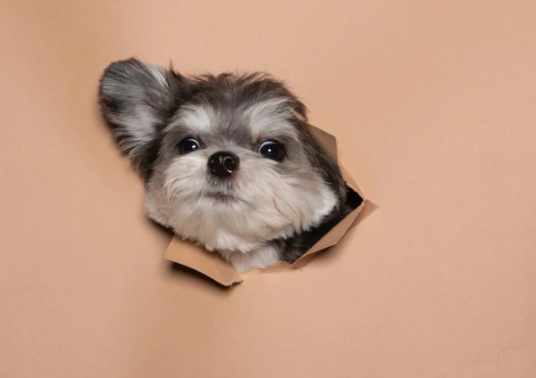 小狗因是串串被丟了，醫生收留一年後被驚豔到：撿到寶貝了呀