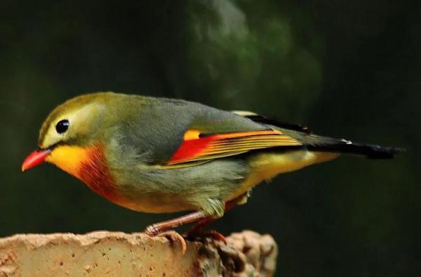 100幅美麗的鳥圖欣賞