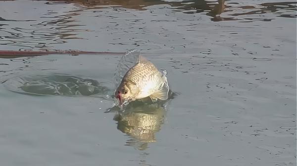 入秋後,要想釣獲大板鯽,不搞清楚這4點,勸你莫往河邊跑 入秋後,要想釣獲大板鯽,不搞清楚這4點,勸你莫往河邊跑