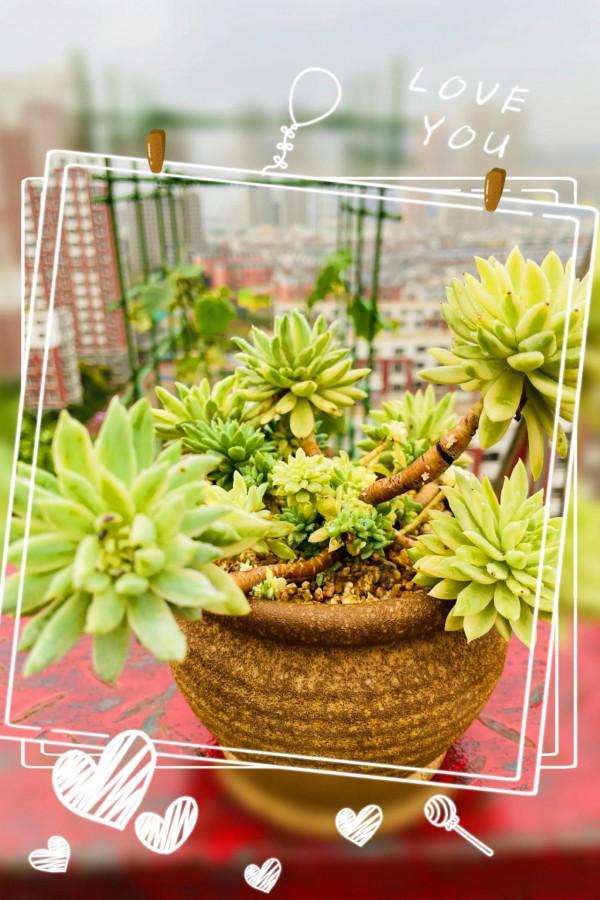 空中花園成就了我的夢想