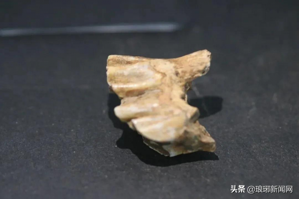 臨沂，重大發現！距今9.9萬年！在世界範圍內也極為罕見