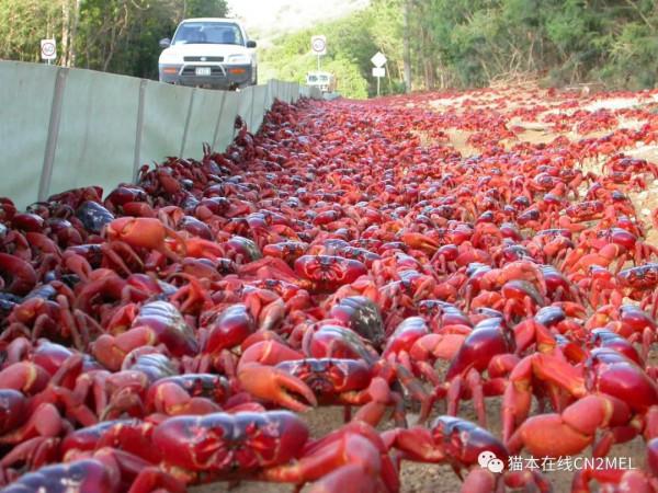 正在打高爾夫的澳洲大爺發現巨蟹正在順走自己的球杆