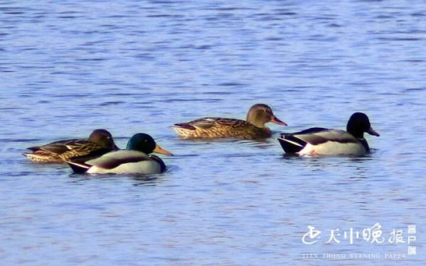 練江河景觀大橋下 候鳥成雙成對 真是美醉了