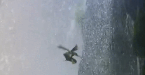 空中連續飛行十個月,累了就邊飛邊睡,雨燕為何如此強悍? 空中連續飛行十個月,累了就邊飛邊睡,雨燕為何如此強悍?