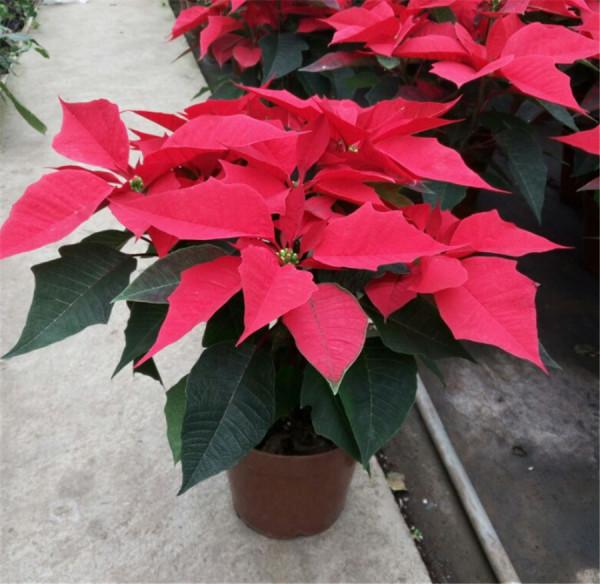 哪些花最好別在家裡養?聽我一句勸:這5種家養實在不太妥當 哪些花最好別在家裡養?聽我一句勸:這5種家養實在不太妥當