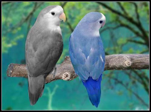 62對愛情鳥大比拼欣賞