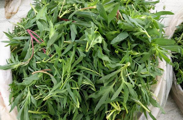 38種路邊的野菜，常常見到但不一定都認識，看你吃過幾種？