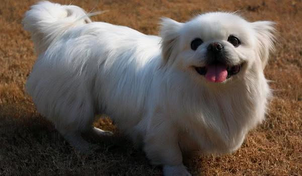 盤點狗界中5大“蠢狗”，一個比一個蠢，誰養誰鬧心