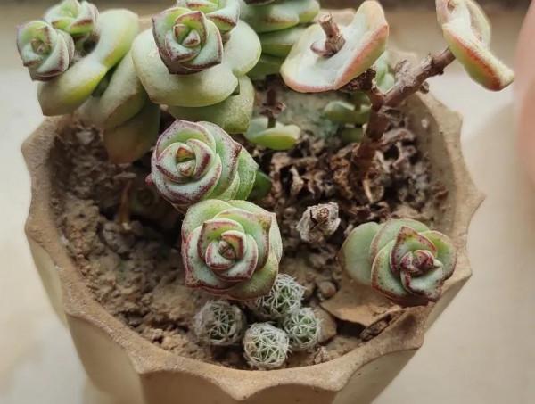 如何判斷多肉是否缺水？教你一招搞定