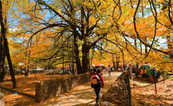 【週末遊】銀杏小鎮，體驗一天慢生活，與手機“斷舍離”