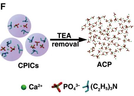 不用再補牙了？為時尚早