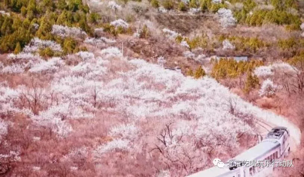 北京春日賞花時間表