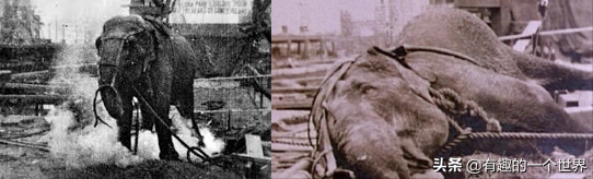 人道還是殘忍,美國“電刑”的由來 人道還是殘忍,美國“電刑”的由來