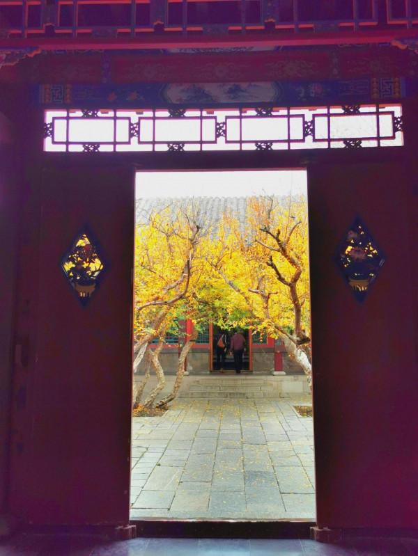 秋天裡，趵突泉和五龍潭的石榴樹也炫彩