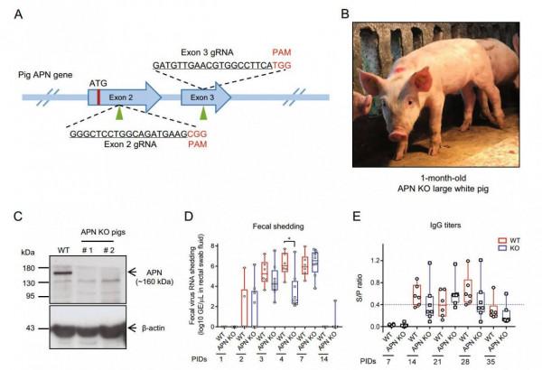 “二師兄”立功！美國將豬心移植給57歲病人，術後3天病情穩定