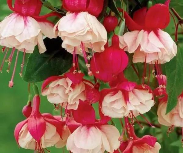 6種花“很怕曬”，光照太強容易黃葉枯萎，難怪養不好