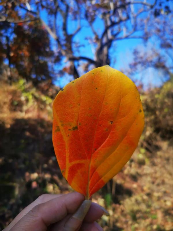 再到神星鎮柿子溝 再到神星鎮柿子溝