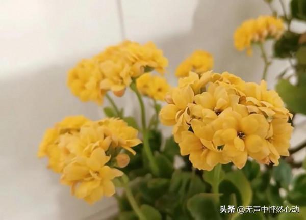 鵝黃色長壽花，給你帶來清新寧靜的淡淡溫暖