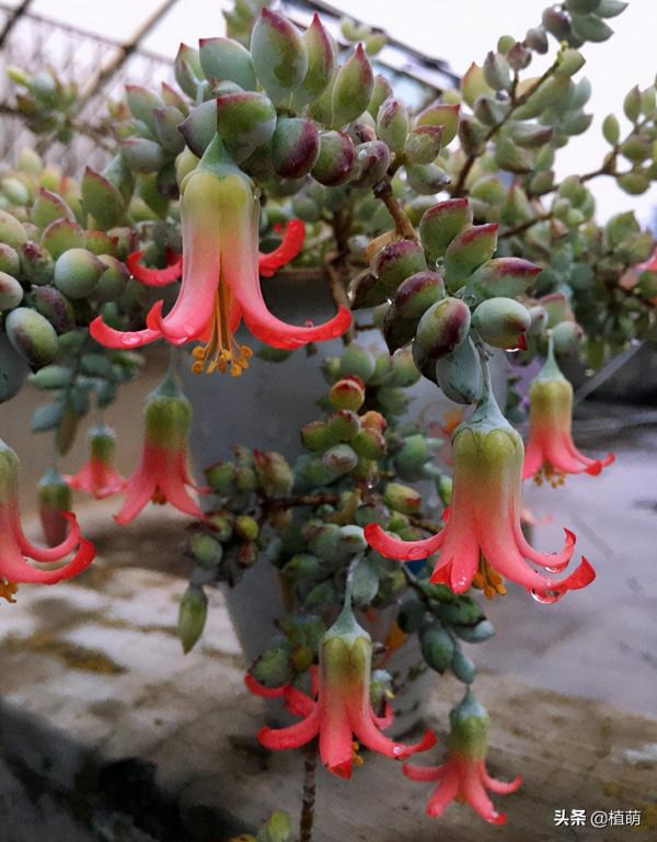 沒養達摩福娘，不知道達摩福娘如此美，養了卻愛不釋手