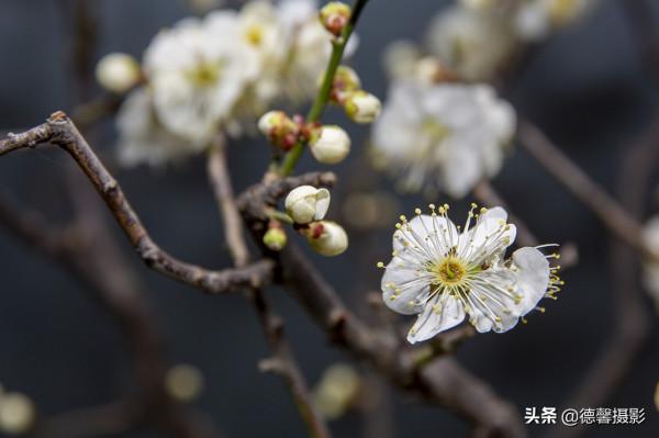 2022新春遊園&mdash;&mdash;植物園賞花