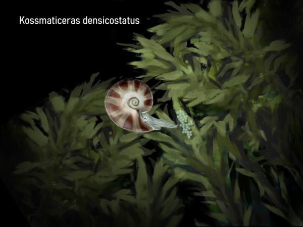 在夜間“潛入”深水，探索海洋古生物的絢麗