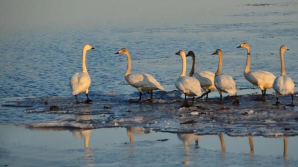 水鏡波光鴻影飛——阿旗沙壩天鵝掠影 水鏡波光鴻影飛——阿旗沙壩天鵝掠影
