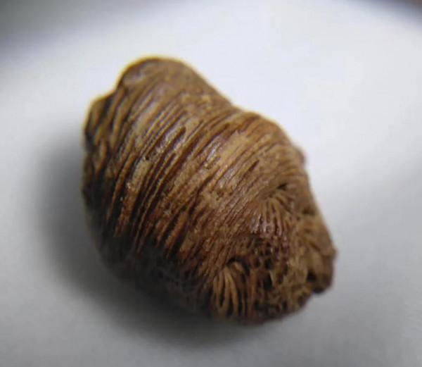 沉水扭絲紅土沉香節珠