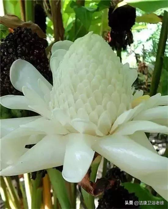 請欣賞美麗的奇美花草