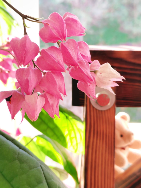 網上買花,最怕買到這3種,記住了省下一大筆錢 網上買花,最怕買到這3種,記住了省下一大筆錢